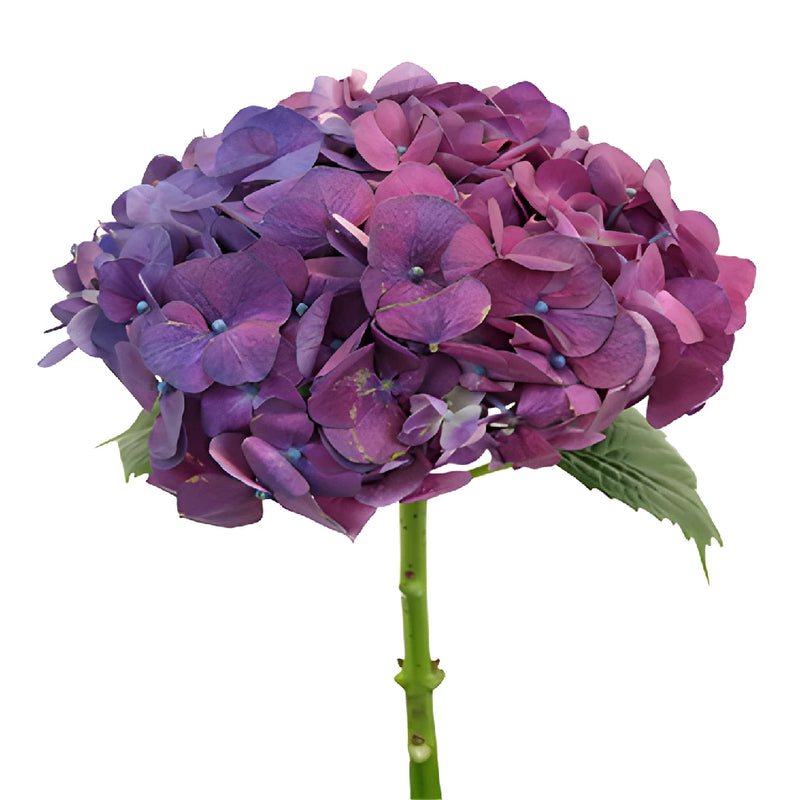 PurpleBerry Hydrangea Flower Stem View