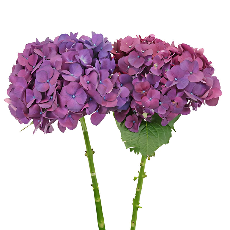 PurpleBerry Hydrangea Flower Stem View
