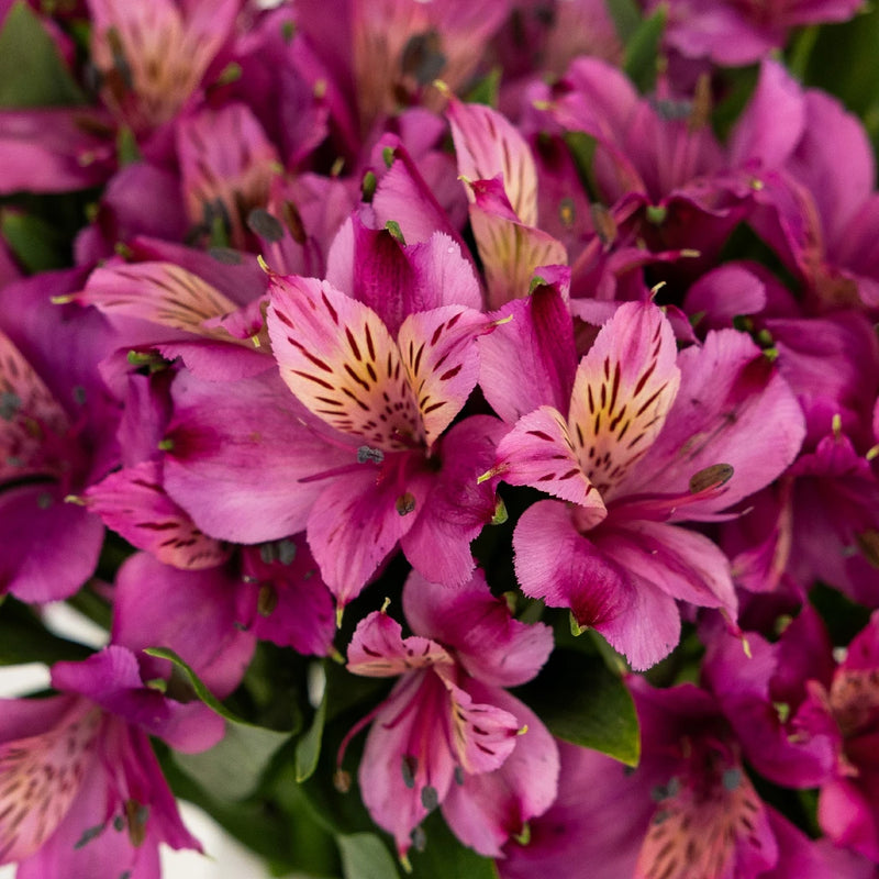 Purpleberry Peruvian Lilies Close Up - Image