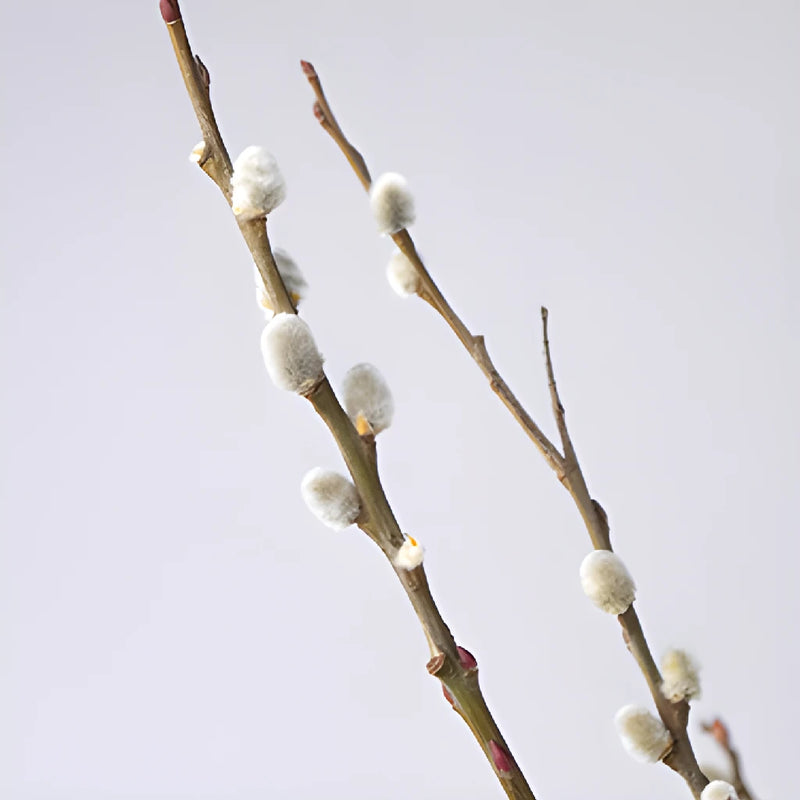 French Pussy Willow Branches Up Close