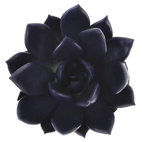 Blue Black Tinted Succulents