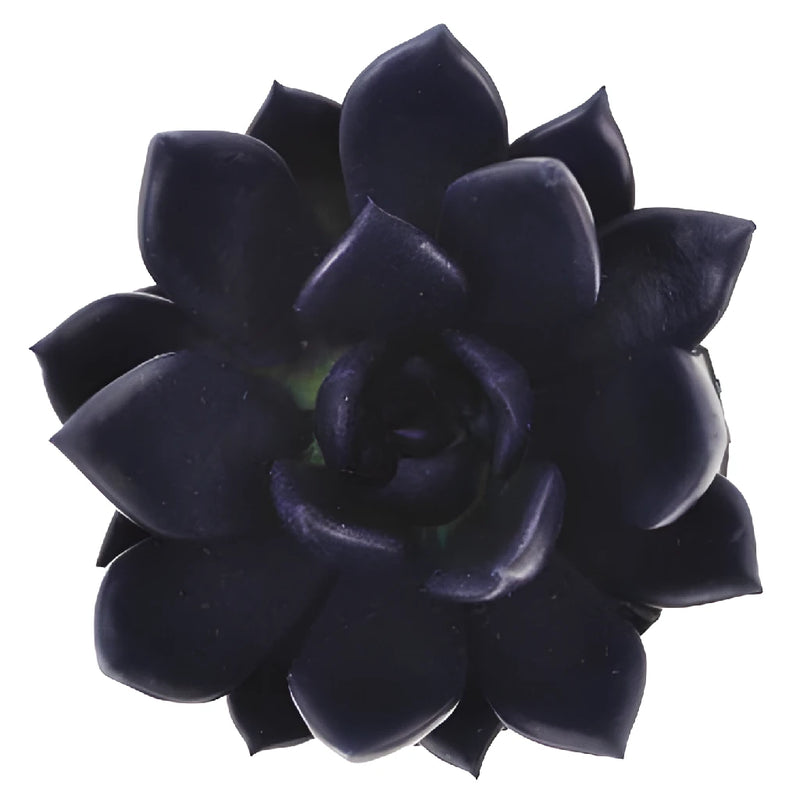 Blue Black Tinted Succulents