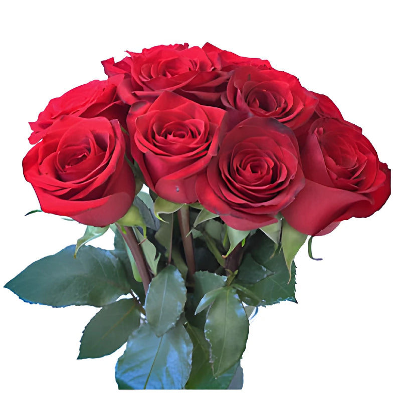 Queen of Hearts Rose