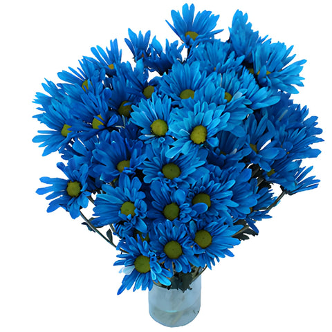 Blue Bulk Daisy Tinted Flower