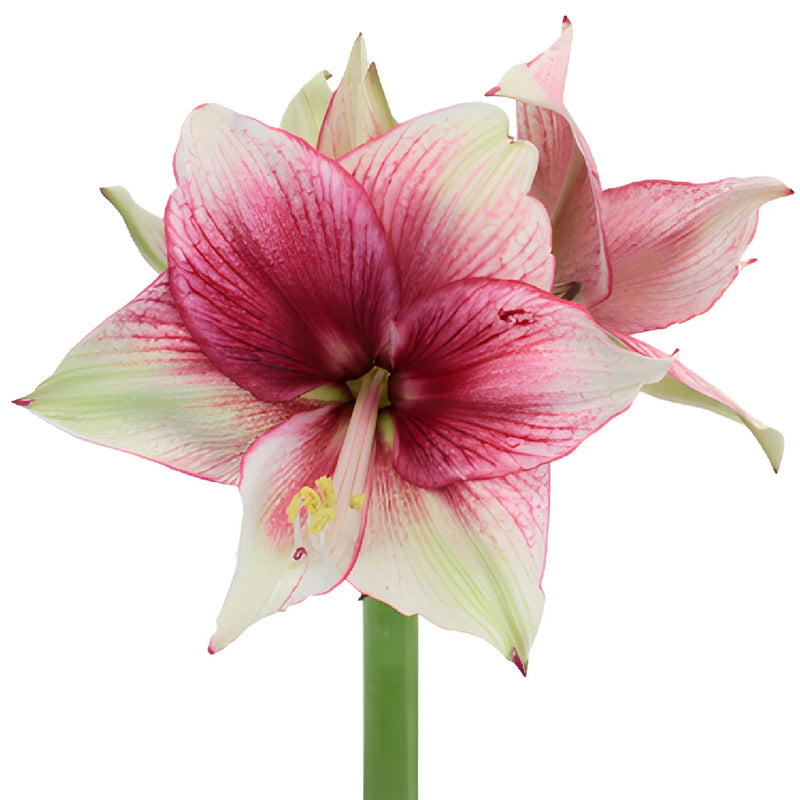 Raspberry Dipped Amaryllis Flowers