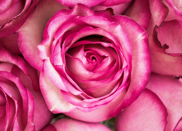 Carrousel Pink Roses up close