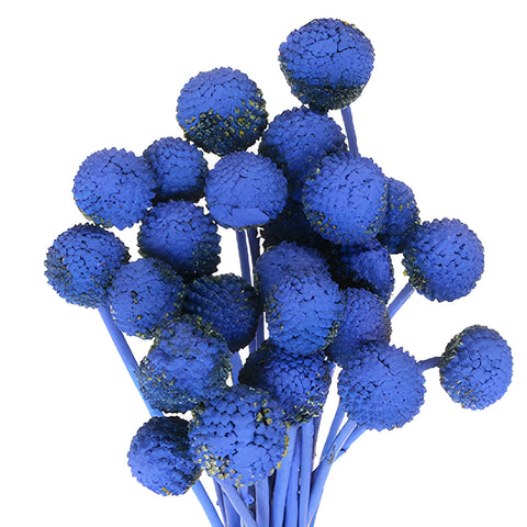 Blue Tinted Craspedia Billy Balls