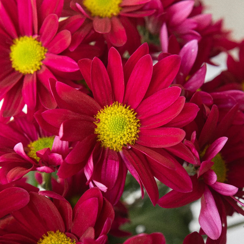 Raspberry Plum Daisy Flower Close Up - Image