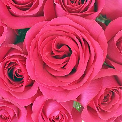 Raspberry Pout Rose