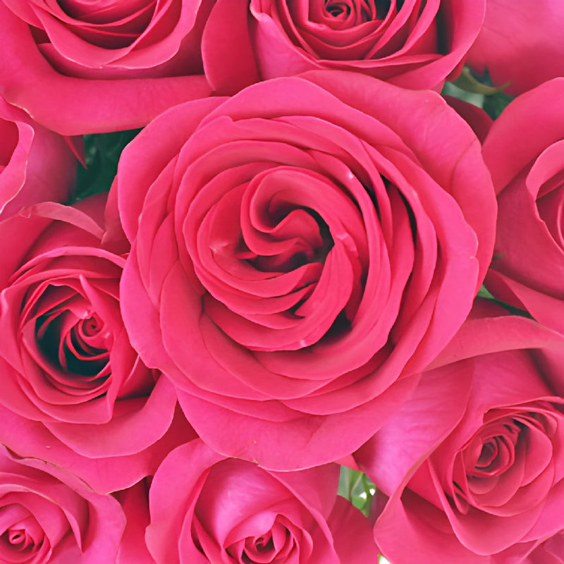 Raspberry Pout Rose