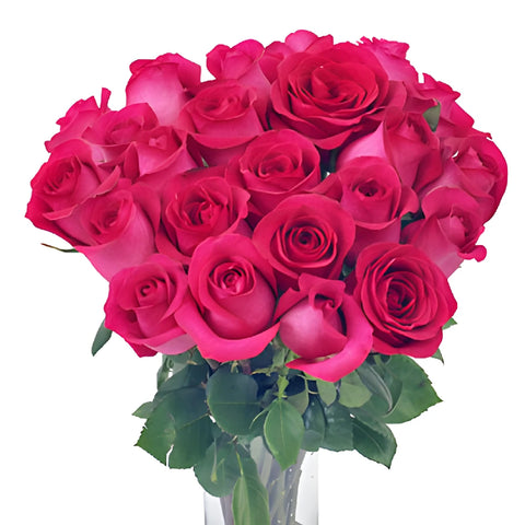Raspberry Pout Rose