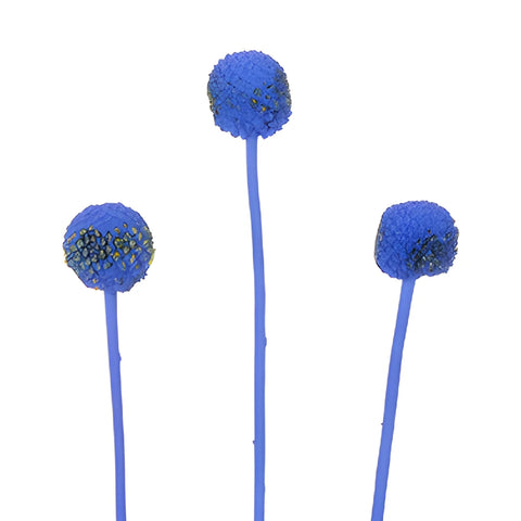 Blue Tinted Craspedia Billy Balls