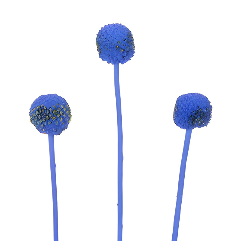 Blue Tinted Craspedia Billy Balls