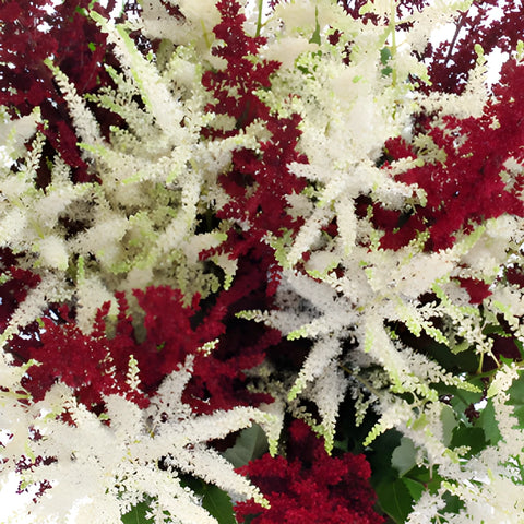 Red and White Astilbe Flower November to April