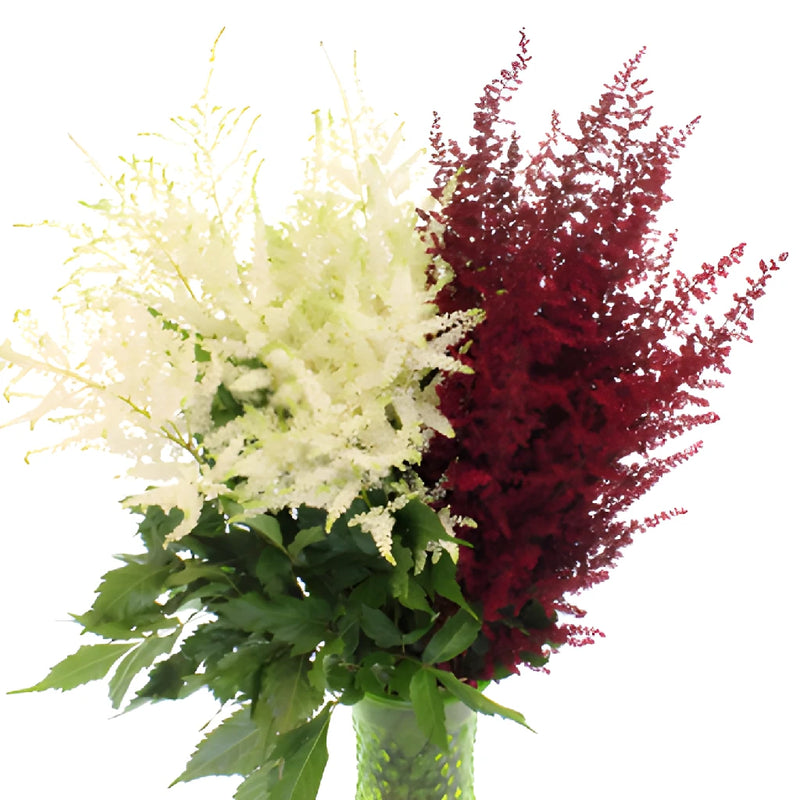 Red and White Astilbe Flower November to April