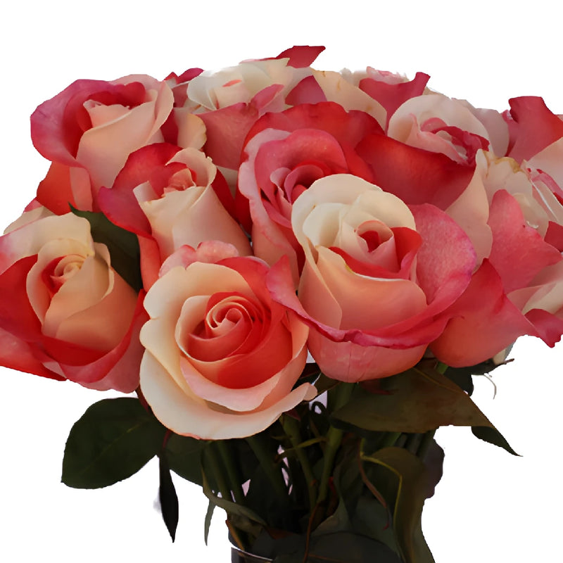 Red and White Tinted Rainbow Roses