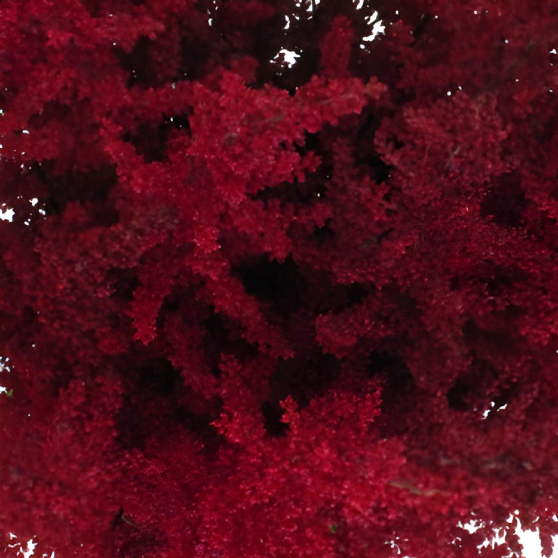 Red Astilbe Flower November to April