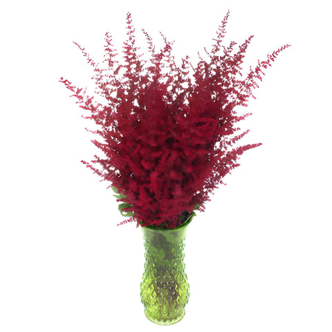 Red Astilbe Flower November to April