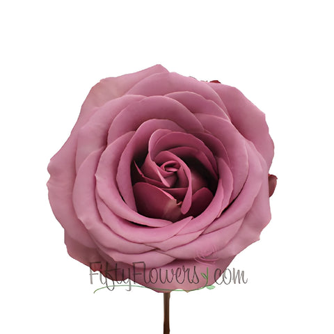 Blue Curiosa Lavender Purple Rose