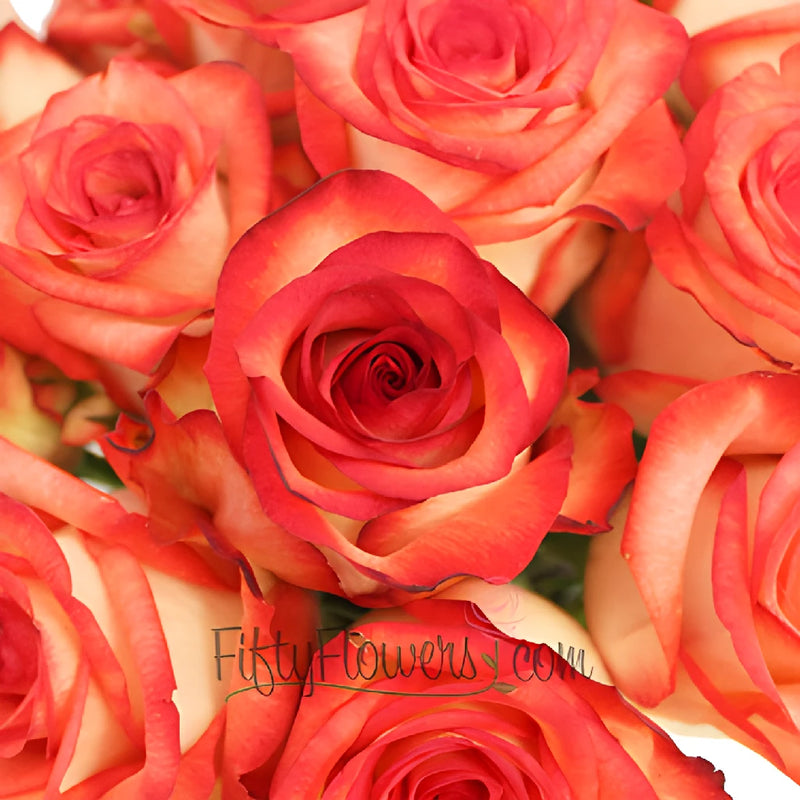 Red Blush Rose