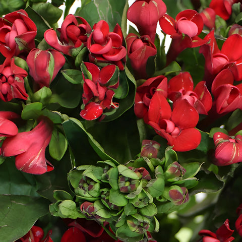Red Bouvardia Flowers
