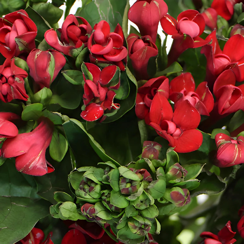 Red Bouvardia Flowers