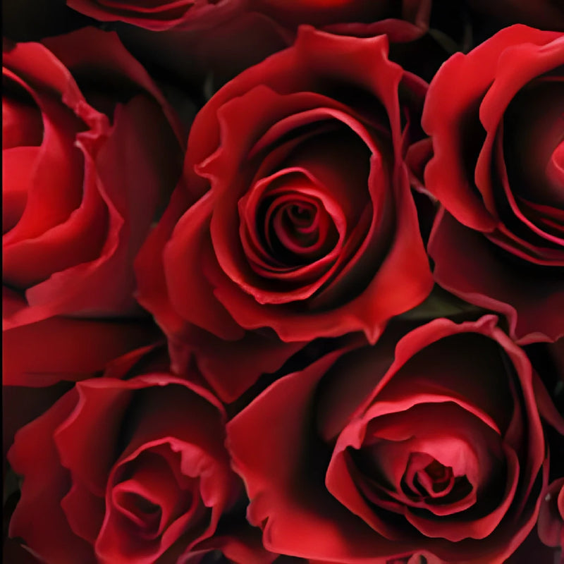 Red Calypso Sweetheart Roses