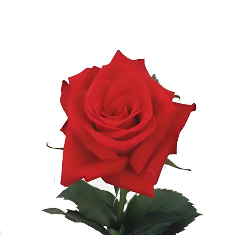 Red Calypso Sweetheart Roses