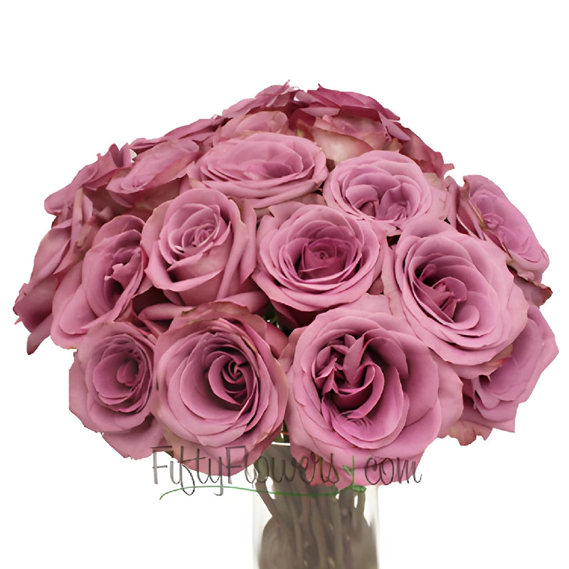 Blue Curiosa Lavender Purple Rose
