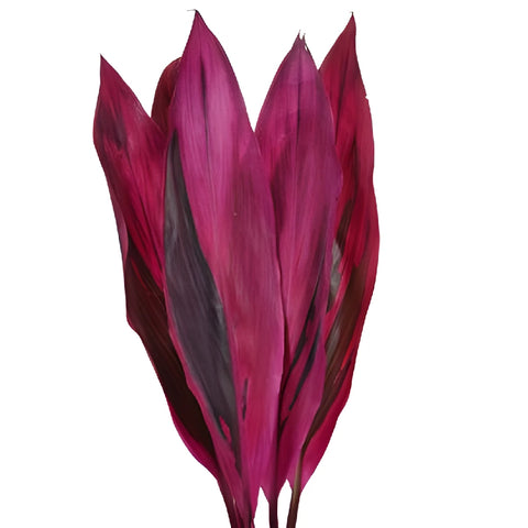 Red Cordyline Leaves