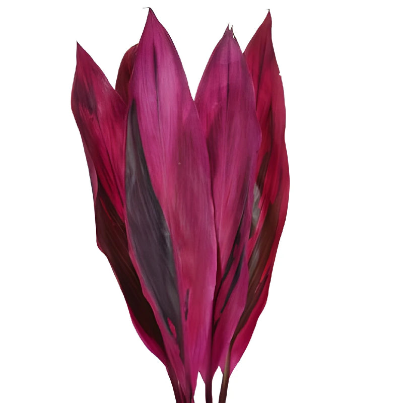 Red Cordyline Leaves