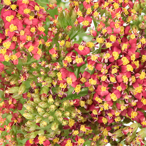 Red Cottage Yarrow Flowers