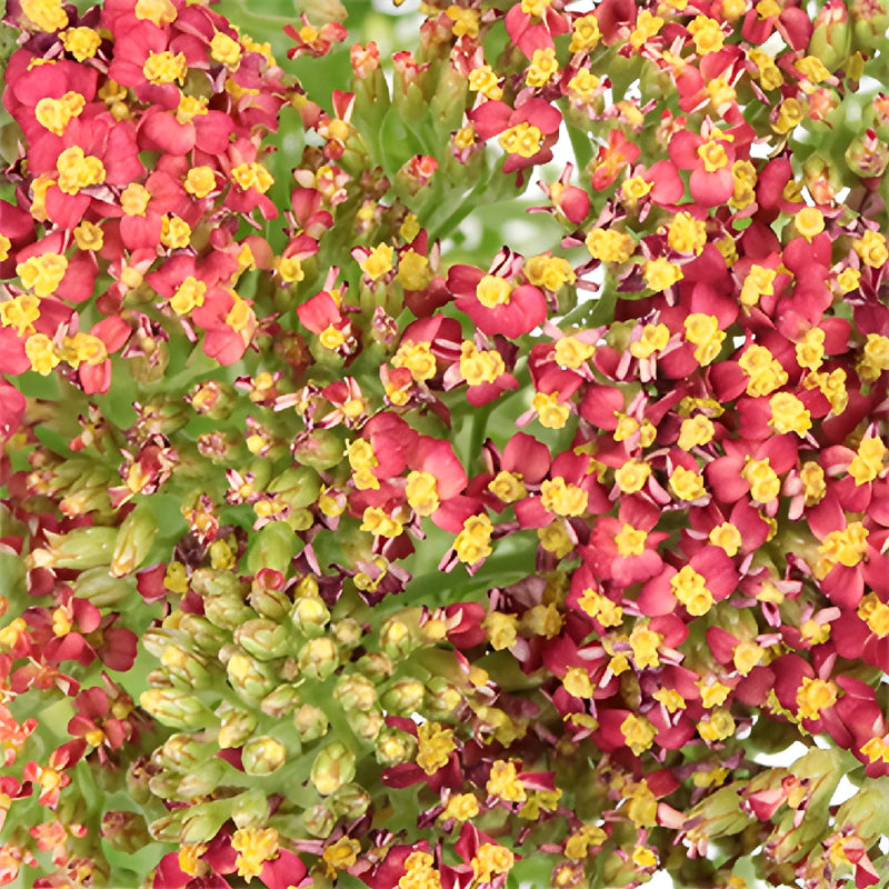 Red Cottage Yarrow Flowers
