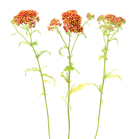 Red Cottage Yarrow Flowers
