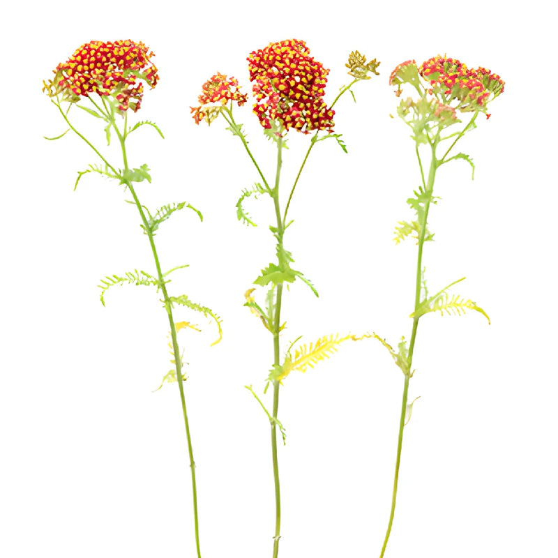 Red Cottage Yarrow Flowers