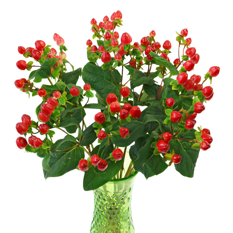 Red Designer Hypericum Berries