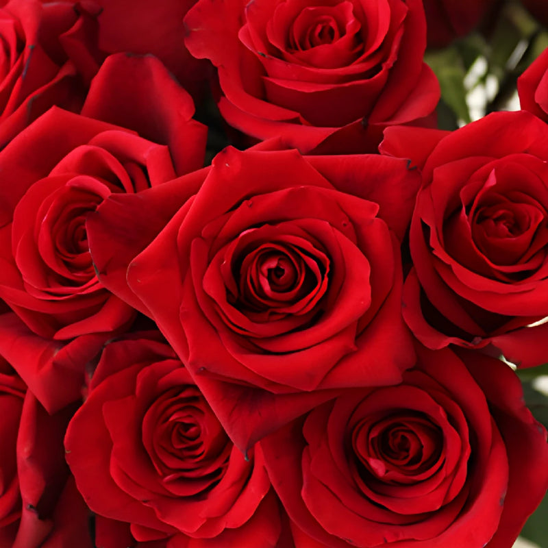 Red Devotion Rose