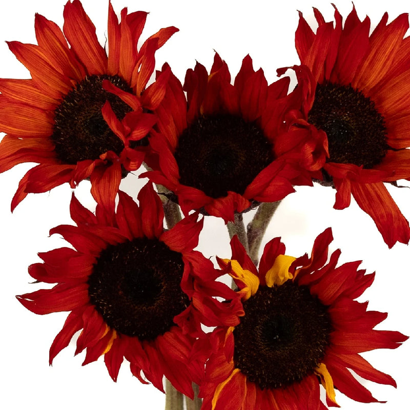 Red Enhanced Sunflowers Close Up - Image