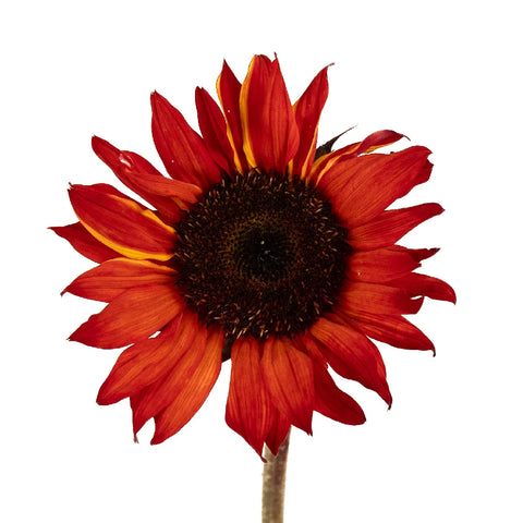 Red Enhanced Sunflowers Apron - Image