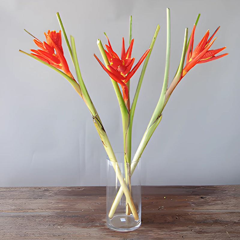 Red Explosion Musa Tropical Flowering Banana