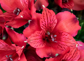 Red Alstroemeria Wholesale Flower Up close