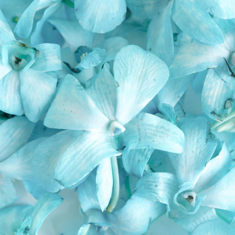 Blue Dendrobium Loose Orchid Blooms Close Up - Image