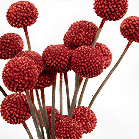 Red Glitter Billy Balls Flower Up Close
