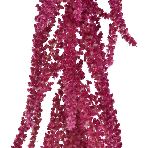 Red Hanging Amaranthus Fresh Autumn Greens