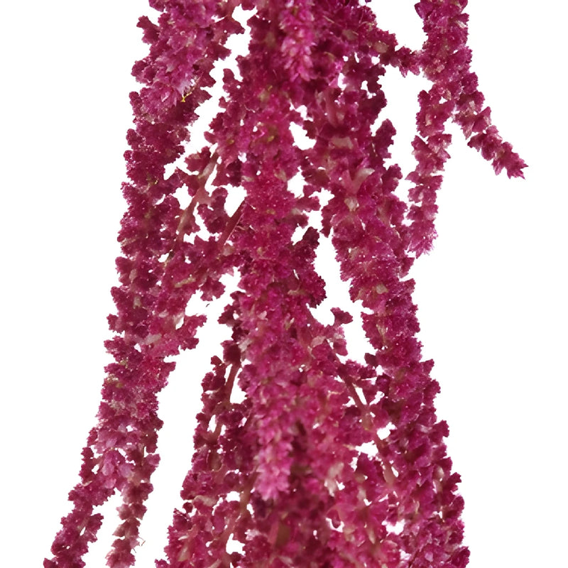 Red Hanging Amaranthus Fresh Autumn Greens