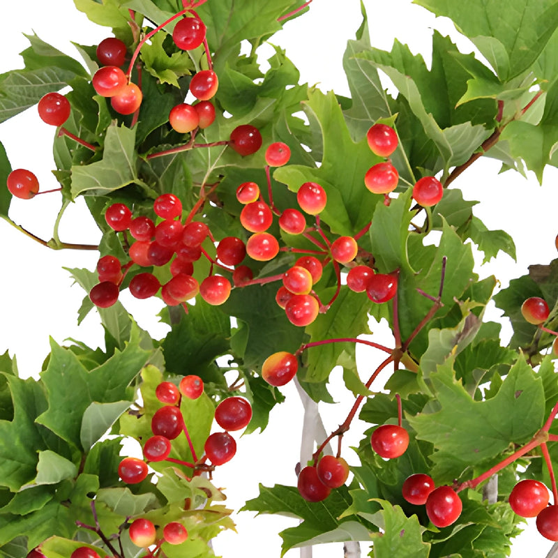 Red Leafy Viburnum Berry Branches