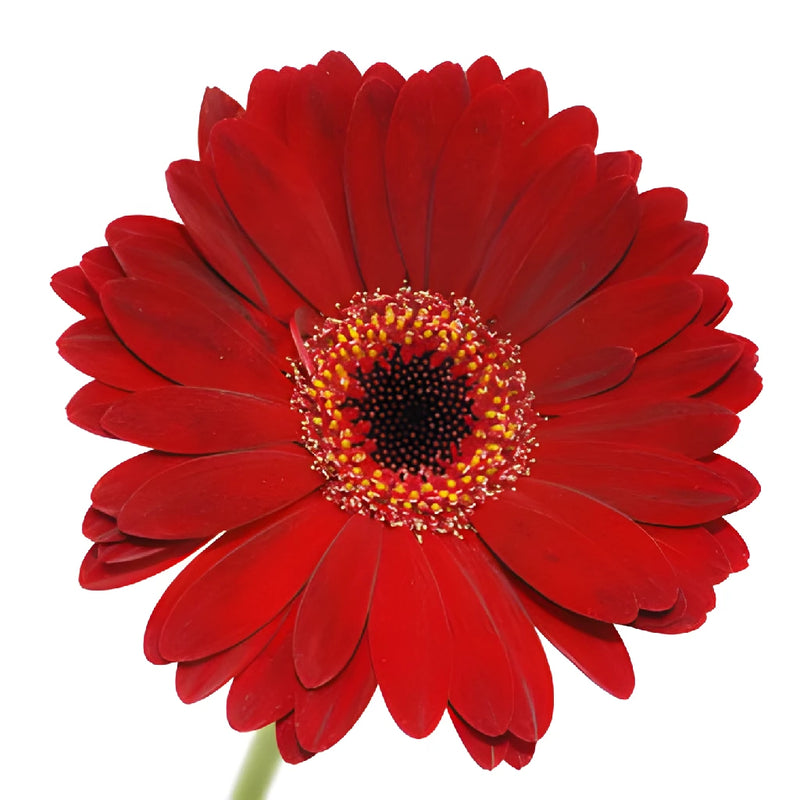 Red Mini Gerbera Daisy Flowers