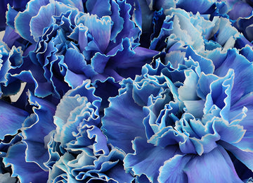 Blue Tinted Wholesale Carnations Up close