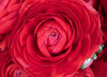 Red Ranunculus Flower Up Close