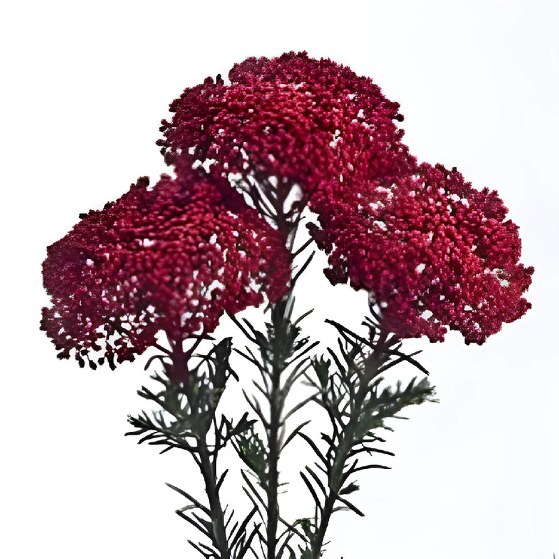 Red Tinted Rice Flower